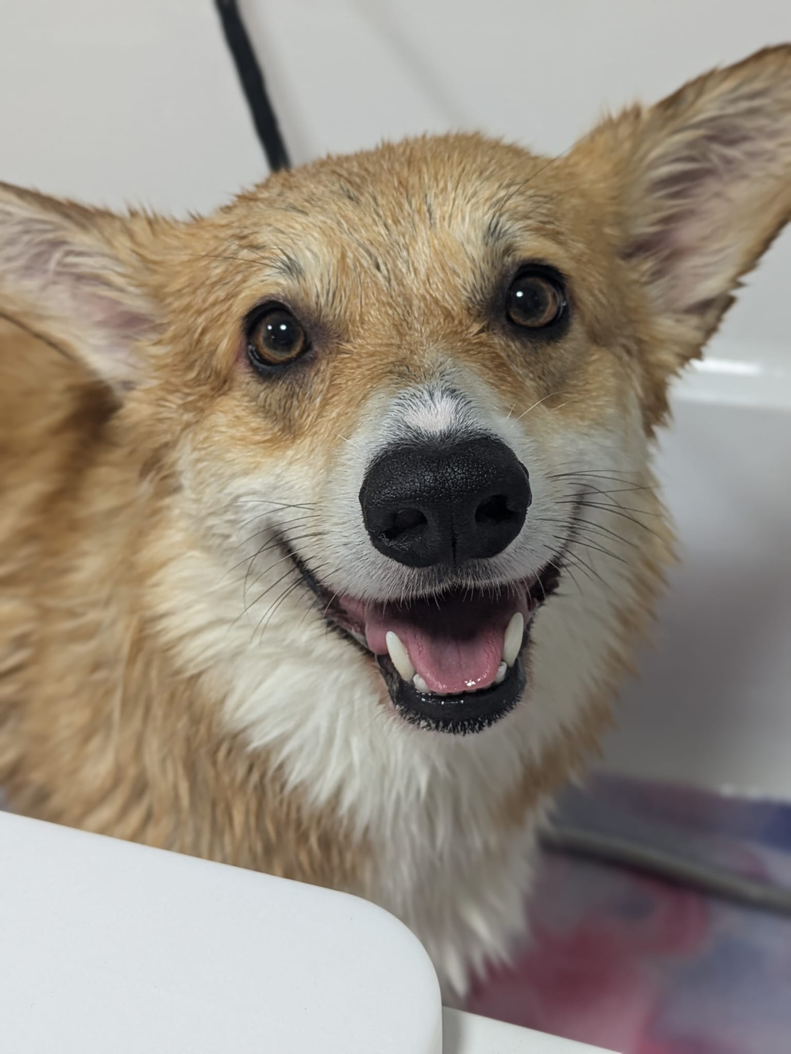 Corgi during bath